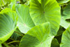 Close-up of the broad, green leaves of a taro plant; Hanalei, Kauai, Hawaii, United States of America Poster Print by Kicka Witte / Design Pics - Item # VARDPI12395958