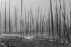 Dead trees, Cistern Spring, Norris Basin, Yellowstone National Park; Wyoming, United States of America Poster Print by Debra Brash / Design Pics - Item # VARDPI12514105