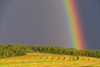 A rainbow appears over a freshly raked field of hay; Delta Junction, Alaska, United States of America Poster Print by Steven Miley / Design Pics - Item # VARDPI12434952