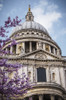 A Cherry Blossom Tree Blooms Beautiful Pink Flowers In Front Of St. Paul's Cathedral; London, England Poster Print by Leah Bignell / Design Pics - Item # VARDPI12317824