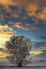Frosted tree in snow-covered field at sunset with colourful clouds and blue sky; Alberta, Canada Poster Print by Michael Interisano / Design Pics - Item # VARDPI12533008