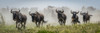 Panorama of five blue wildebeest (Connochaetes taurinus) galloping past, Serengeti National Park; Tanzania Poster Print by Nick Dale / Design Pics - Item # VARDPI12554329