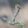 A colourful Robin (Turdidae) perched in a tree branch covered in foliage; Dumfries and Galloway, Scotland Poster Print by Roger Coan / Design Pics - Item # VARDPI12510435