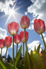 Low Angle View Of Tulips In A Garden With Sunburst, Clouds And Blue Sky; Calgary, Alberta, Canada Poster Print by Michael Interisano / Design Pics - Item # VARDPI12331149