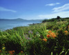 Kilravock Gardens, Dunmanus Bay, Co Cork, Ireland; Garden Overlooking A Bay On The Atlantic Poster Print by The Irish Image Collection / Design Pics - Item # VARDPI1806523