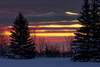 Colourful clouds at sunrise with snow-covered evergreen trees in a field; Calgary, Alberta, Canada Poster Print by Michael Interisano / Design Pics - Item # VARDPI12533020
