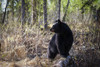 Black Bear (Ursus Americanus) In The Forest, South-Central Alaska; Alaska, United States Of America Poster Print by Charles Vandergaw / Design Pics - Item # VARDPI12317892