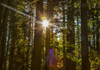 Sunlight shining brightly through the trees in a forest at Red Willow Park: Surrey; British Columbia, Canada Poster Print by LJM Photo / Design Pics - Item # VARDPI12521799