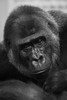 Close-Up Of Western Lowland Gorilla (Gorilla Gorilla Gorilla) Looking At Camera; Cabarceno, Cantabria, Spain Poster Print by Nick Dale / Design Pics - Item # VARDPI12330062