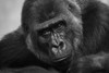 Close-Up Of Western Lowland Gorilla (Gorilla Gorilla Gorilla) Looking At Camera; Cabarceno, Cantabria, Spain Poster Print by Nick Dale / Design Pics - Item # VARDPI12330061