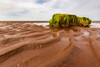 Bright green moss hanging from a large rock on the wet, red sand on shore; Prince Edward Island, Canada Poster Print by Aaron Von Hagen / Design Pics - Item # VARDPI12514596