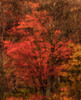 Early November colours along the banks of the Little Sackville River; Lower Sackville, Nova Scotia, Canada Poster Print by Irwin Barrett / Design Pics - Item # VARDPI12554430