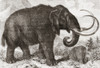 Artist's reconstruction of a woolly mammoth (Mammuthus primigenius).   From L'Univers Illustre published 1867. Poster Print by Ken Welsh / Design Pics - Item # VARDPI12332646