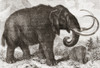 Artist's reconstruction of a woolly mammoth (Mammuthus primigenius).   From L'Univers Illustre published 1867. Poster Print by Ken Welsh / Design Pics - Item # VARDPI12332646