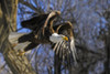 American Bald Eagle (Haliaeetus leucocephalus) taking flight from a tree; Colorado, United States of America Poster Print by Vic Schendel / Design Pics - Item # VARDPI12549275