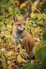 Red fox (Vulpes vulpes) in the Campbell Creek area, South-central Alaska; Alaska, United States of America Poster Print by Doug Lindstrand / Design Pics - Item # VARDPI12550991