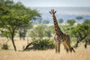 Masai giraffe (Giraffa camelopardalis tippelskirchii) stands in grass by trees, Serengeti National Park; Tanzania Poster Print by Nick Dale / Design Pics - Item # VARDPI12554314