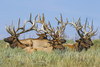 Herd of bull Elk (Cervus canadensis) lying in the grass; Steamboat Springs, Colorado, United States of America Poster Print by Vic Schendel / Design Pics - Item # VARDPI12549268