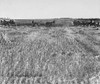 Magic lantern slide circa 1900.Victorian.Social History. cutting the wheat, farmers with wheat cutting equipment Poster Print by John Short / Design Pics - Item # VARDPI12512137