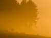 Sunset lights up the fog  with a golden glow on the Oregon Coast; Seaside, Oregon, United States of America Poster Print by Robert L. Potts / Design Pics - Item # VARDPI12463813