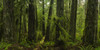 The Lush Rainforest Of Cathedral Grove, Macmillan Provincial Park, Vancouver Island; British Columbia, Canada Poster Print by Robert Postma / Design Pics - Item # VARDPI12326892