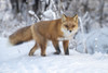 Red fox (Vulpes vulpes) in snow, Campbell Creek area, South-central Alaska; Alaska, United States of America Poster Print by Doug Lindstrand / Design Pics - Item # VARDPI12550761