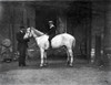 Glass Negative circa 1900.Victorian.Social History. Young boy on white horse in stable yard with adult supervising Poster Print by John Short / Design Pics - Item # VARDPI12513310