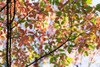 Autumn Coloured Foliage On A Tree At The Japanese Gardens On Mayne Island; Gulf Islands, British Columbia, Canada Poster Print by Lorna Rande / Design Pics - Item # VARDPI12331459