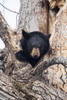 Captive: Black Bear In A Cottonwood Tree At The Alaska Wildlife Conservation Center, Southcentral Alaska, USA Poster Print by Doug Lindstrand / Design Pics - Item # VARDPI12317422