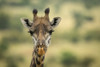 Close-up of Masai giraffe (Giraffa camelopardalis tippelskirchii) head in savannah, Serengeti National Park; Tanzania Poster Print by Nick Dale / Design Pics - Item # VARDPI12554249
