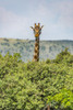 Masai giraffe (Giraffa camelopardalis tippelskirchii) peeks over bushes in savannah, Serengeti National Park; Tanzania Poster Print by Nick Dale / Design Pics - Item # VARDPI12554313