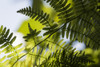 Lady Fern grows at Lewis and Clark National Historical Park in Oregon; Astoria, Oregon, United States of America Poster Print by Robert L. Potts / Design Pics - Item # VARDPI12464120