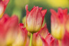 Triumph Tulips (Tulipa), 'apertif' Liliaceae, New York Botanical Garden; Bronx, New York, United States Of America Poster Print by F. M. Kearney / Design Pics - Item # VARDPI12329319