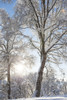 Trees Covered In Snow And Hoarfrost Backlit By The Sunlight Against A Blue Sky; Alaska, United States Of America Poster Print by Scott Dickerson / Design Pics - Item # VARDPI12328837