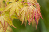 Rain Falls On Japanese Maple (Acer Palmatum) Leaves In Autumn Colours; Astoria, Oregon, United States Of America Poster Print by Robert L. Potts / Design Pics - Item # VARDPI12327770