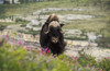 Muskox (Ovibos moschatus) in fireweed (Chamaenerion angustifolium) near the Horton River, Northwest Territories, Canada Poster Print by Tom Soucek / Design Pics - Item # VARDPI2166796