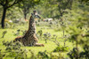 Masai giraffe (Giraffa camelopardalis tippelskirchii) kneeling in grass among bushes, Serengeti National Park; Tanzania Poster Print by Nick Dale / Design Pics - Item # VARDPI12554312