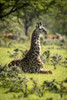 Masai giraffe (Giraffa camelopardalis tippelskirchii) kneeling in grass among bushes, Serengeti National Park; Tanzania Poster Print by Nick Dale / Design Pics - Item # VARDPI12554311