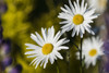 Wild Ox-Eye Daisy (Leucanthemum Vulgare) Volunteers In A Flower Garden; Astoria, Oregon, United States Of America Poster Print by Robert L. Potts / Design Pics - Item # VARDPI12330737