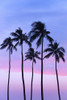 Five Coconut Palm Trees In Line With Cotton Candy Sunset Behind; Honolulu, Oahu, Hawaii, United States Of America Poster Print by Brandon Tabiolo / Design Pics - Item # VARDPI12325705