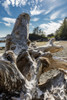 A large driftwood trunk lodges on a rocky island off Nootka Island, Nuchatlitz Provincial Park; British Columbia, Canada Poster Print by Ron Watts / Design Pics - Item # VARDPI12540962