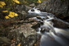 Autumn coloured leaves resting on rocks along Kings Brook, Shubenacadie Grand Lake, Sleepy Cove; Nova Scotia, Canada Poster Print by Irwin Barrett / Design Pics - Item # VARDPI12388197