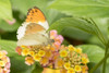 Close-Up Of A Butterfly Resting On A Blossoming Plant At Victoria Butterfly Gardens; Victoria, British Columbia, Canada Poster Print by Cathy Hart / Design Pics - Item # VARDPI12327435