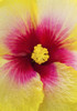 Close-Up Macro Shot Of A Beautiful Red And Yellow Hibiscus Flower; Honolulu, Oahu, Hawaii, United States Of America Poster Print by Brandon Tabiolo / Design Pics - Item # VARDPI12325694