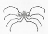 A Sea Spider Aka Pantopoda Or Pycnogonids.  Marine Arthropods Of Class Pycnogonida.  From Meyers Lexicon, Published 1928. Poster Print by Ken Welsh / Design Pics - Item # VARDPI12323953