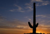 Saguaro cactus (Carnegiea gigantea) in Lost Dutchman State Park, near Apache Junction; Arizona, United States of America Poster Print by Debra Brash / Design Pics - Item # VARDPI12514103