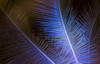 Coconut tree palm fronds illuminated at night and viewed from below; Honolulu, Oahu, Hawaii, United States of America Poster Print by Brandon Tabiolo / Design Pics - Item # VARDPI12351175
