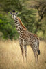 Young Masai giraffe (Giraffa camelopardalis tippelskirchii) stands in long grass by trees, Serengeti National Park; Tanzania Poster Print by Nick Dale / Design Pics - Item # VARDPI12554323