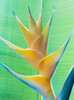 Close-up of a beautiful yellow Heliconia flower against a green leaf; Honolulu, Oahu, Hawaii, United States of America Poster Print by Brandon Tabiolo / Design Pics - Item # VARDPI12351494