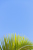 Close-up of a green coconut tree palm frond against a clear blue sky; Honolulu, Oahu, Hawaii, United States of America Poster Print by Brandon Tabiolo / Design Pics - Item # VARDPI12351168